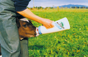 Kälberflasche Speedy Feeder